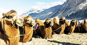 Double Humped Camel Ride in Nubra Valley